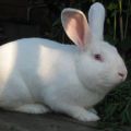 Características y descripción de los conejos White Pannon, reglas de mantenimiento.