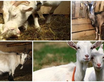 La température de garde des chèvres en hiver et est-il possible d'agneler dans une chambre froide