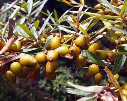 How to treat sea buckthorn from diseases and pests, treatment and control of them