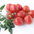 وصف تاليسمان الطماطم المتنوعة ، وميزات الزراعة والرعاية