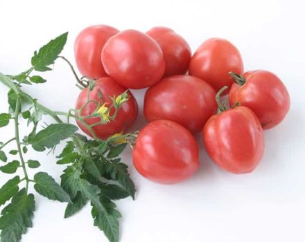 Descrizione della varietà di pomodoro Talisman, caratteristiche di coltivazione e cura