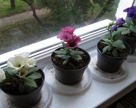 Description of indoor varieties of eustoma, planting, growing and housekeeping in pots