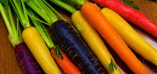 Description, characteristics and features of growing the best varieties of carrots