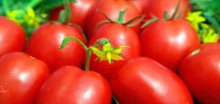 Descripción de la variedad de tomate Pearl of Siberia y sus características.