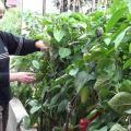 Ako pestovať papriku v skleníku a starať sa o ňu od výsadby po zber
