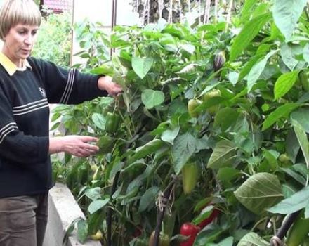 Kako uzgajati paprike i paprike u stakleniku od sadnje do berbe