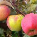 Caratteristiche e descrizione delle varietà di mele della Crimea Sinap Orlovsky, Kandil e Gorny