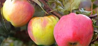 Caractéristiques et description des variétés de pommes de Crimée Sinap Orlovsky, Kandil et Gorny