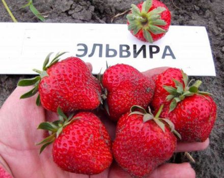 Paglalarawan ng Elvira strawberry, planting, lumalaki at pagpaparami