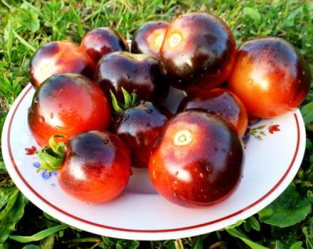 Mustikka-tomaattilajikkeen tuottavuus, ominaisuudet ja kuvaus