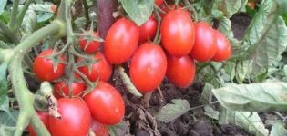 Tomaattilajikkeen kuvaus Kova työntekijä, viljely- ja hoitoominaisuudet
