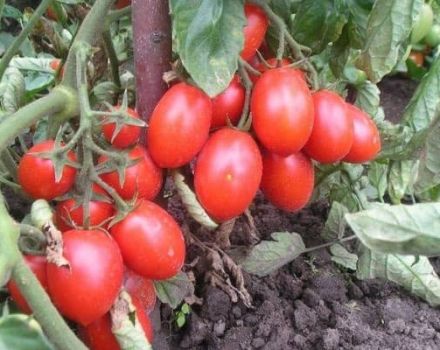 Descripción de la variedad de tomate Trabajador, características de cultivo y cuidado.