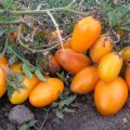 Pomidorų veislės statinės aprašymas, jos savybės ir derlius