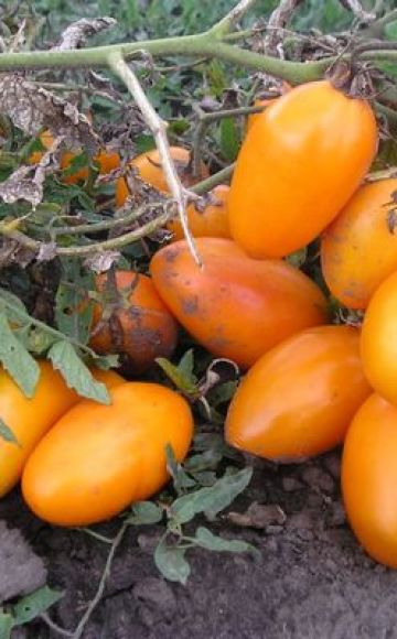 Varil domates çeşidinin tanımı, özellikleri ve verimliliği