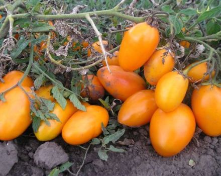 Descripción de la variedad de tomate Barril, sus características y productividad.