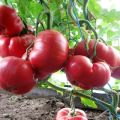 وصف طماطم متنوعة الحلم الوردي f1 وخصائصه