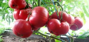 Pink Dream f1 domates çeşidinin tanımı ve özellikleri