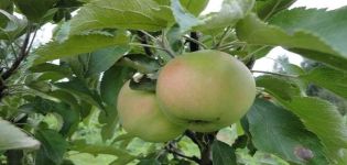 Popis odrůdy jabloňových odrůd Yesenia, výhody a nevýhody, jak sklízet a uchovávat plodinu