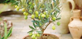 Reproduktion, odling och skötsel av oliv hemma