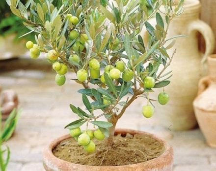 Fortpflanzung, Anbau und Pflege der Olive zu Hause