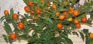 Uzgoj iz kamena i briga za persimmons kod kuće, opis sorti i razmnožavanje