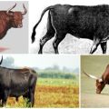 Mô tả và môi trường sống của những con bò đực nguyên thủy của vòng, nỗ lực tái tạo loài