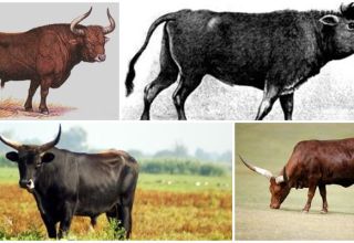 Descrizione e habitat dei primitivi tori delle ronde, tentativi di ricreare la specie