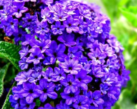 Planting, growing and caring for heliotrope in the open field, varieties and types