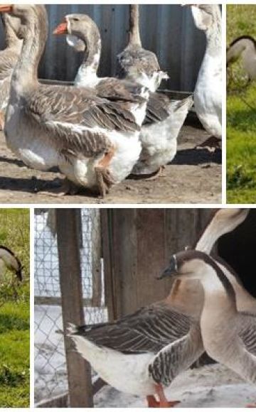 תיאור המאפיינים של אווזים מגזע הקובאן, גידולם וטיפולם