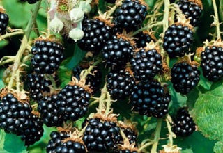 Mô tả và đặc điểm của giống dâu đen Agavam, cách trồng và chăm sóc