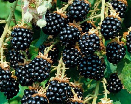 Beschrijving en kenmerken van Blackberry-variëteiten Agavam, planten en verzorgen