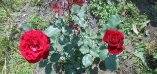 Description of the climbing rose variety Don Juan, planting and care rules