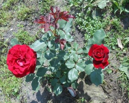 Descrierea soiului de trandafir Don Juan, reguli de plantare și îngrijire