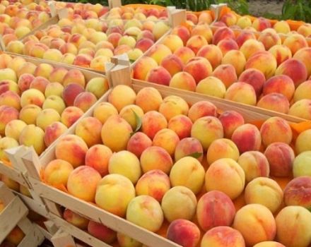 How to keep apricots for the winter at home for the winter so as not to spoil
