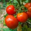 Beskrivelse af tomatsorten Blizzard og dens egenskaber