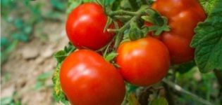 Descripción de la variedad de tomate Blizzard y sus características