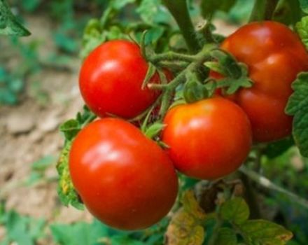 Popis odrůdy rajčat Blizzard a její vlastnosti
