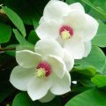 15 geriausių magnolijų veislių ir tipų su aprašymais ir charakteristikomis