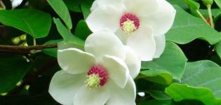 15 best varieties and types of magnolias with descriptions and characteristics