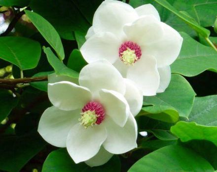 15 mejores variedades y tipos de magnolias con descripciones y características