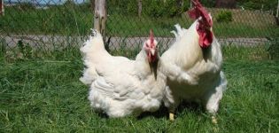 Kenmerken en beschrijving van kippen van het Hercules-ras, onderhoudsregels