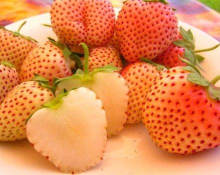 Description and characteristics of strawberry varieties Pineapple, planting and care