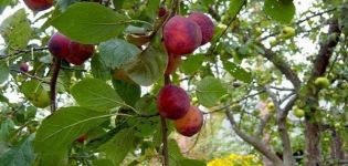 Description and characteristics of Etude plum variety, pollinators and cultivation