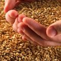 Come germinare correttamente il grano per i polli e la migliore composizione della miscela