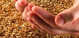 How to germinate grain for chickens correctly and the best mixture composition