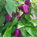 Descripció de varietats de pebre Big Papa, Star of the East, Purple Bell, Blot, Purple