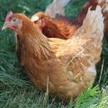 How can you determine the age of a hen, signs and differences between an old bird and a young one