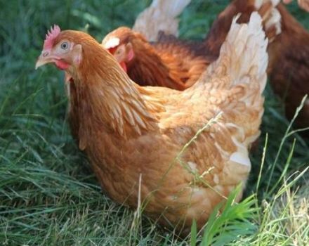 Come puoi determinare l'età di una gallina, segni e differenze tra un vecchio uccello e uno giovane