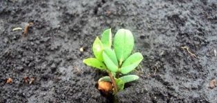 Siperian maapähkinöiden kasvatustavat avoimella kentällä, sopivat lajikkeet ja hoitosäännöt