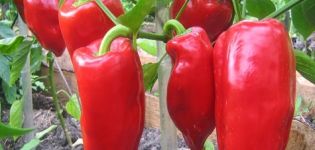 Characteristics and description of peppers of the Podarok Moldova variety
